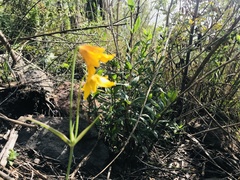 Calochortus barbatus