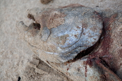 Oncorhynchus tshawytscha