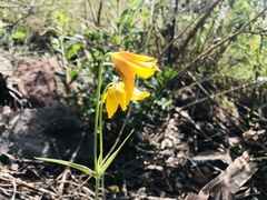 Calochortus barbatus