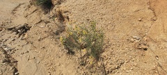 Senecio flaccidus monoensis