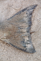 Oncorhynchus tshawytscha