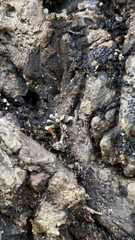 Arcyria cinerea