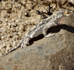 Phrynosoma platyrhinos