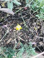 Calochortus barbatus