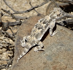 Phrynosoma platyrhinos