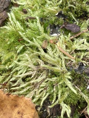 Brachythecium albicans