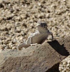 Phrynosoma platyrhinos