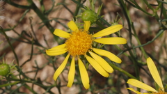 Senecio flaccidus monoensis
