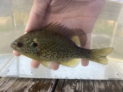 Lepomis microlophus