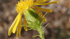 Senecio flaccidus monoensis