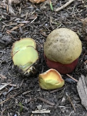 Rubroboletus pulcherrimus