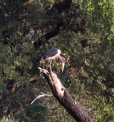 Leptoptilos crumenifer