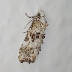 Cochylina
