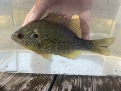 Lepomis microlophus