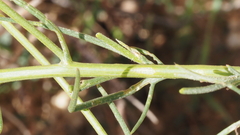 Senecio flaccidus monoensis