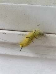 Acronicta americana