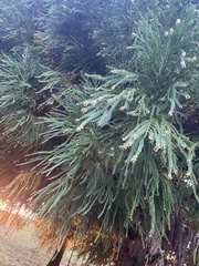Cupressaceae