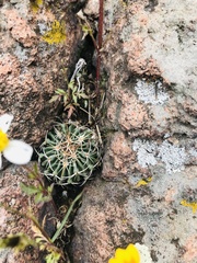 Echinofossulocactus crispatus