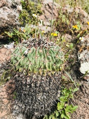 Echinofossulocactus crispatus
