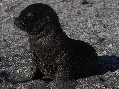 Arctocephalus galapagoensis