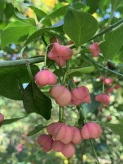 Euonymus atropurpureus