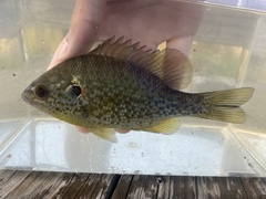 Lepomis microlophus