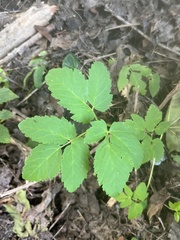 Aegopodium podagraria
