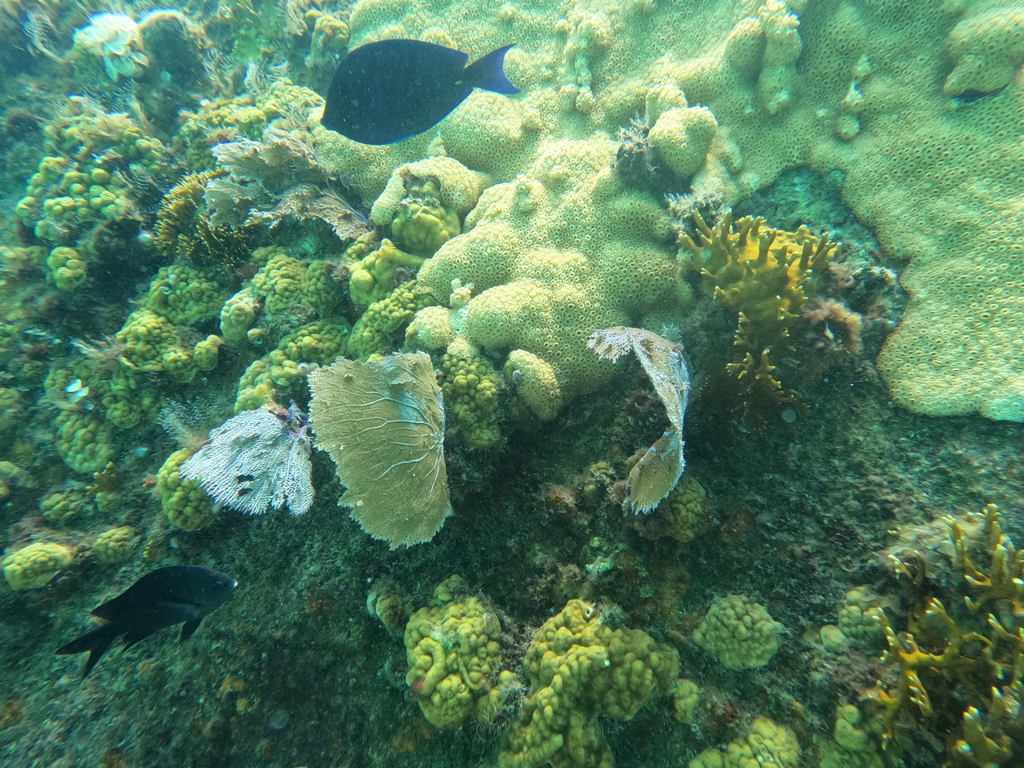 Mustard Hill Coral from Isla Mujeres, MXQR, MX on September 28, 2022