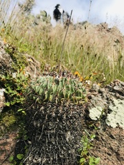 Echinofossulocactus crispatus