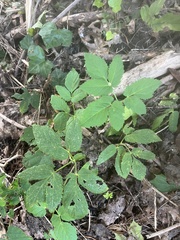 Aegopodium podagraria
