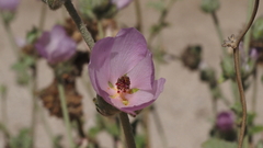 Malacothamnus enigmaticus
