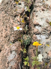 Echinofossulocactus crispatus