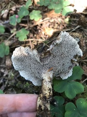 Sarcodon stereosarcinon