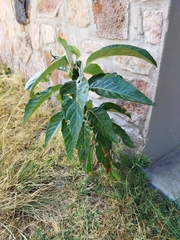 Solanum giganteum