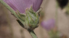 Malacothamnus enigmaticus
