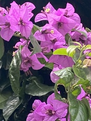 Bougainvillea spectabilis