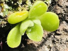Sedum ebracteatum