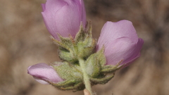 Malacothamnus enigmaticus