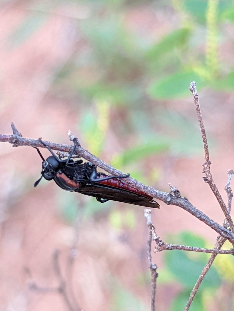 Messiasia testaceiventris