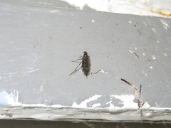 Sylvicola neozelandicus