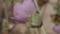 Malacothamnus enigmaticus