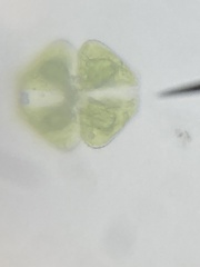 Cosmarium
