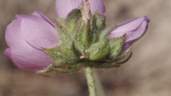 Malacothamnus enigmaticus