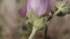 Malacothamnus enigmaticus