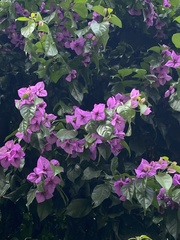 Bougainvillea spectabilis