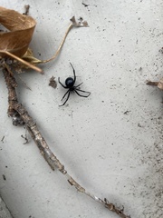 Latrodectus