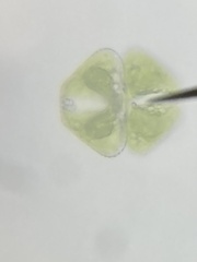 Cosmarium