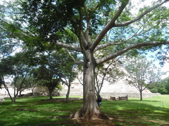 Ceiba pentandra