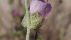 Malacothamnus enigmaticus