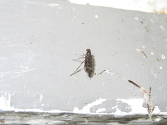 Sylvicola neozelandicus